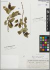 Foto von Salix fragilis L. x Salix pentandra L.